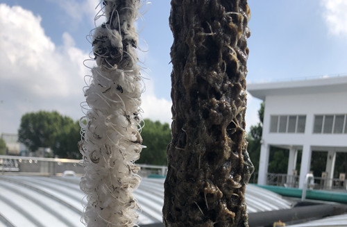 大家都在说的生物绳是什么你知道吗？