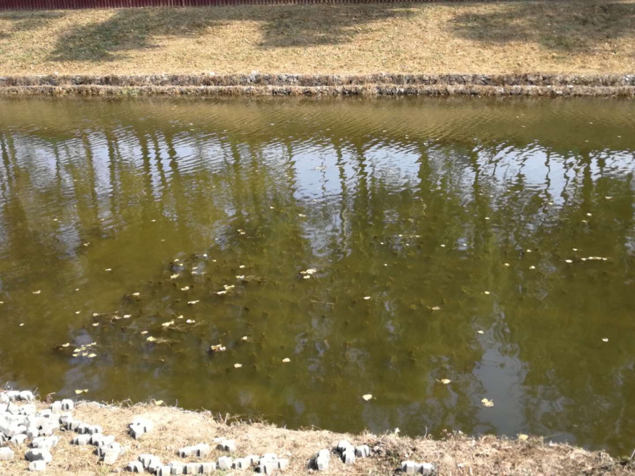 水草填料的运行特点是哪些？